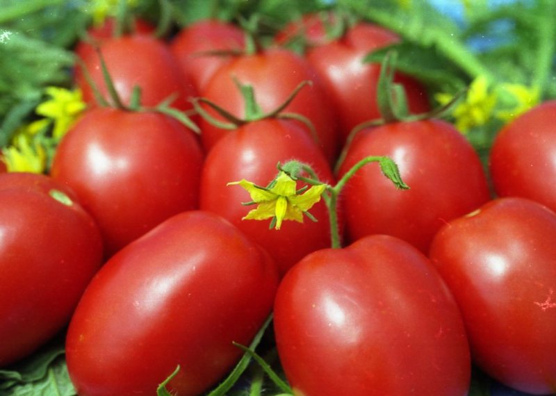 Сорт томата “Маруся” – украшение вашей грядки