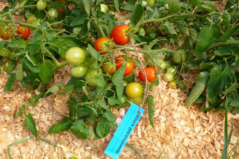 Сорта томатов для Ленинградской области: особенности выращивания в теплице