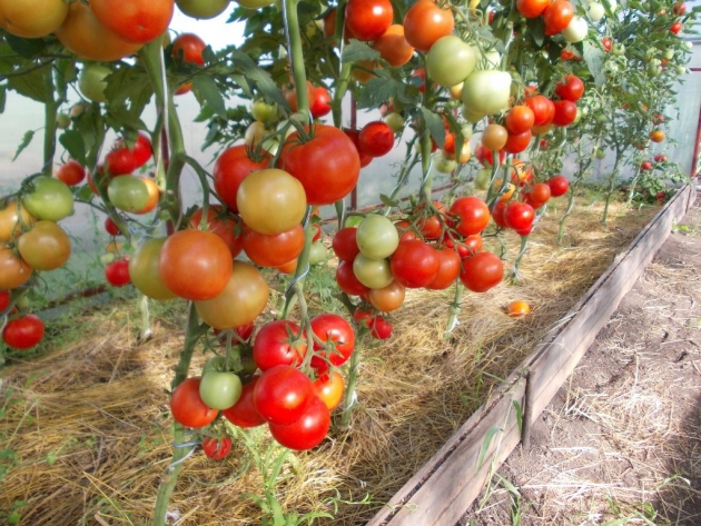 Сорта томатов для Ленинградской области: особенности выращивания в теплице