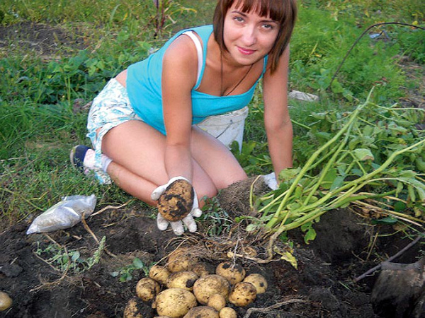 Все про выращивание и уход за картофелем в открытом грунте