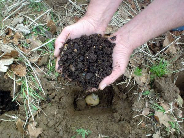 Все про выращивание и уход за картофелем в открытом грунте