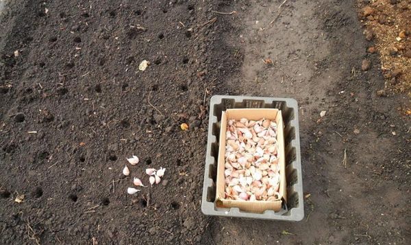 Выбор и подготовка грунта для посадки чеснока
