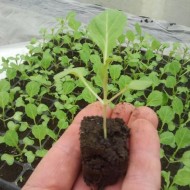 Выращиваем урожайную белокочанную капусту сорта Мегатон