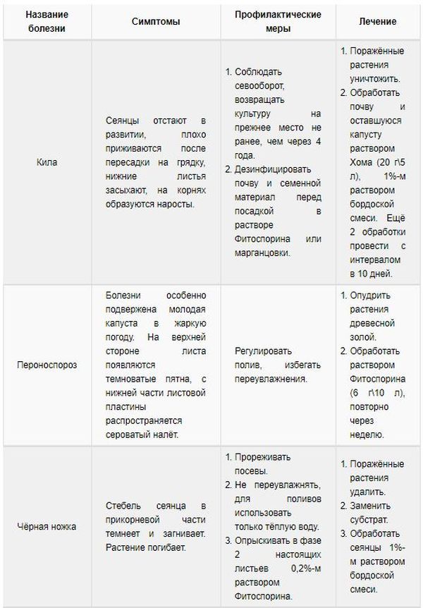 Выращиваем урожайную белокочанную капусту сорта Мегатон