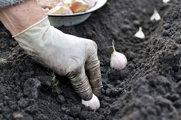 Выращивание и уход за чесноком в открытом грунте