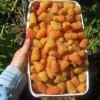 Жёлтая малина — выращивание и уход