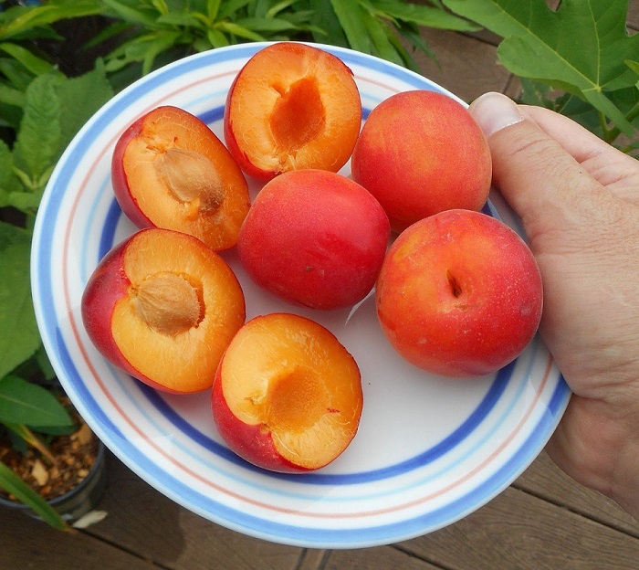 Абрикос и персик: в чем разница