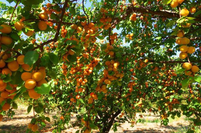 Абрикос и персик: в чем разница
