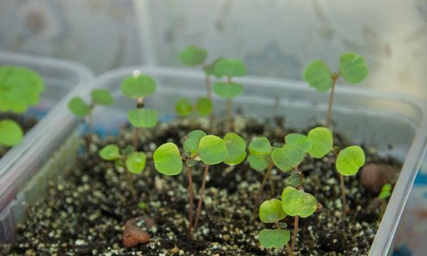 Бегония из семян в домашних условиях: секреты выращивания