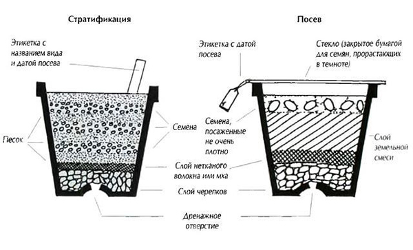 Бонсай сакура: посадка и выращивание из семян дома