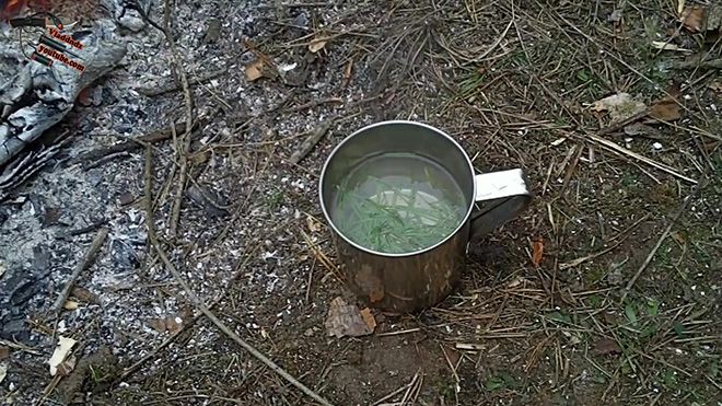 Чай из хвои сосны: польза и вред от применения иголок, правила приготовления и приема