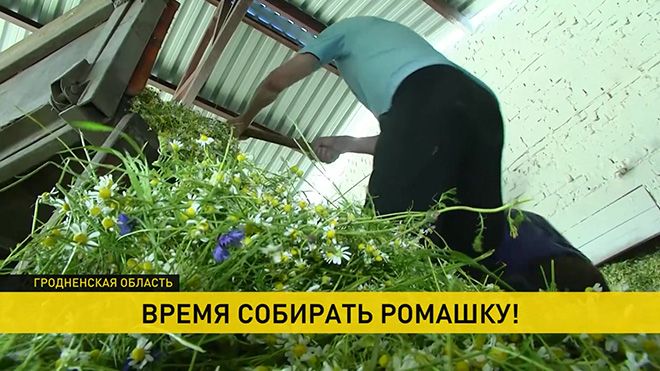 Чай из ромашки: полезные свойства и противопоказания для детей и взрослых
