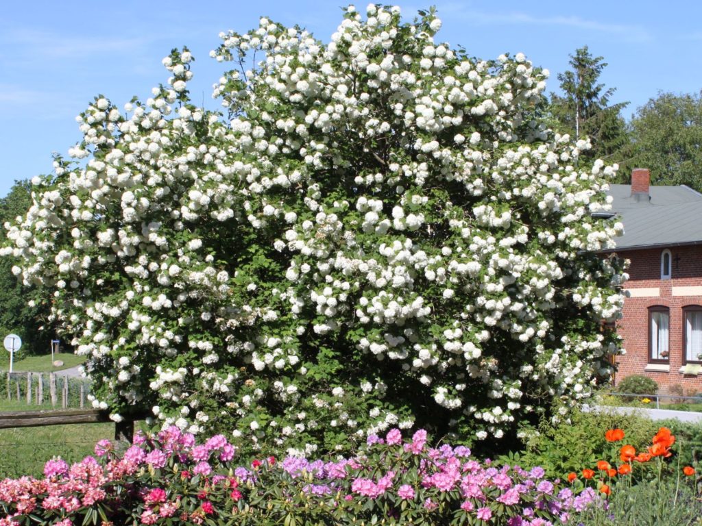 Декоративная калина Бульденеж (Розеум)
