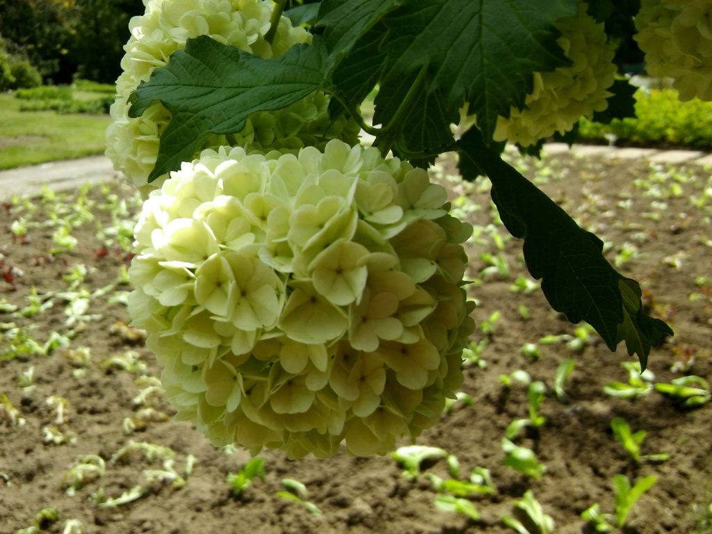 Декоративная калина Бульденеж (Розеум)