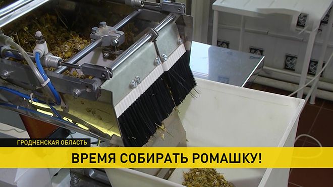 Фото ромашек: красивых букетов, ромашковое поле, кавказская и полевая разновидность