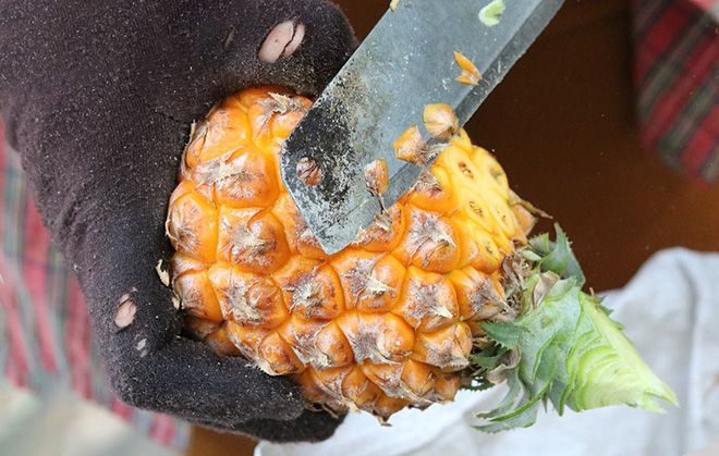 Где хранить ананас дома чтобы он дозрел, как ускорить созревание плода
