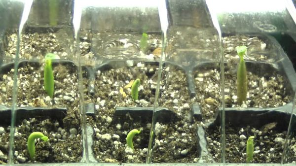 Гибискус травянистый: выращивание, уход и размножение