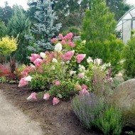 Гортензия Фантом в дизайне сада: особенности посадки и выращивания
