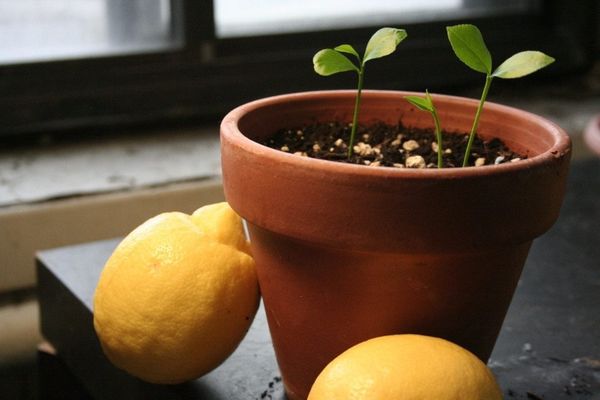 Грунт для лимона в домашних условиях: как выбрать
