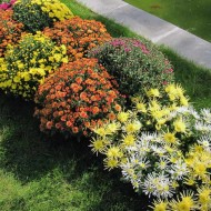 Инструкция садоводу: как вырастить на даче шаровидную хризантему