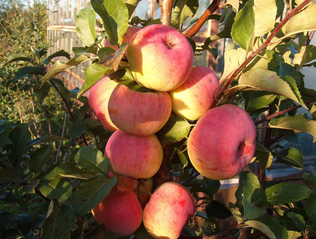 Яблоня Услада - Прекрасный сад