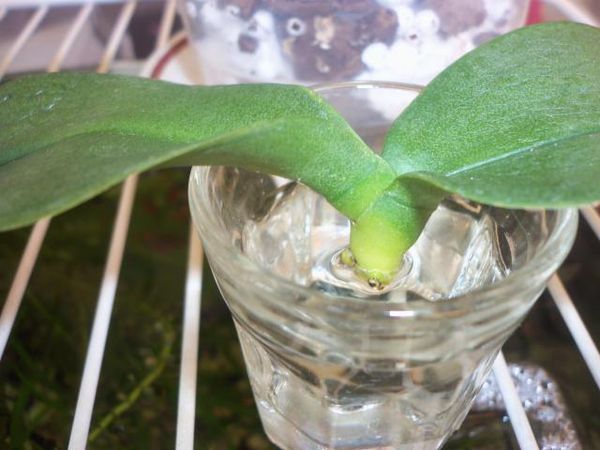 Янтарная кислота для орхидей: как развести и применить подкормку