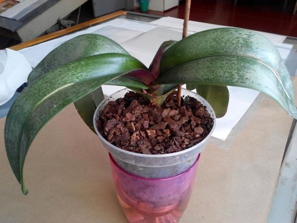 Янтарная кислота для орхидей: как развести и применить подкормку