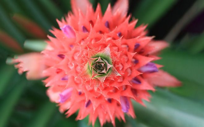 Как цветет ананас: фото цветков, этапы цветения в природе, картинки цветущего растения