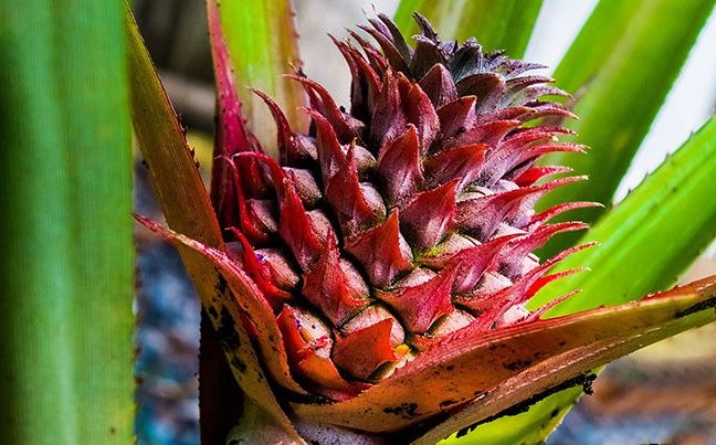 Как цветет ананас: фото цветков, этапы цветения в природе, картинки цветущего растения