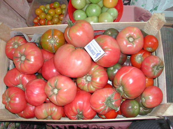 Как хранить помидоры: проверенные советы
