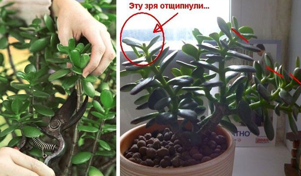 Как обрезать денежное дерево в домашних условиях