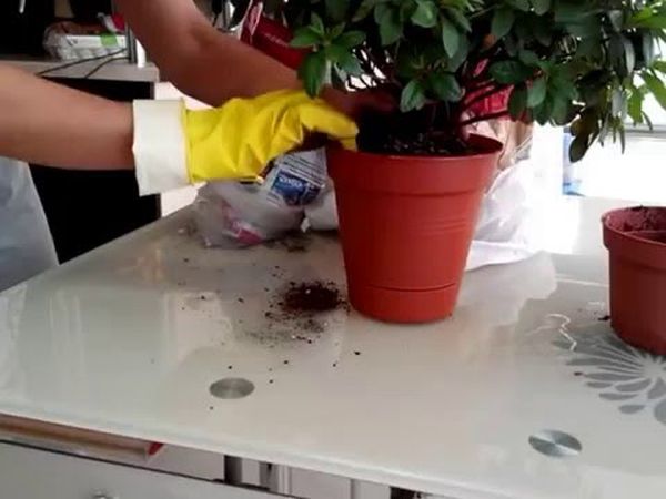 Как пересадить азалию в домашних условиях: инструкция