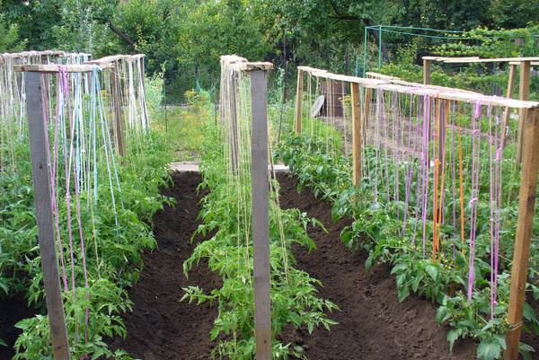 Как подвязывать помидоры: простые способы для хорошего урожая