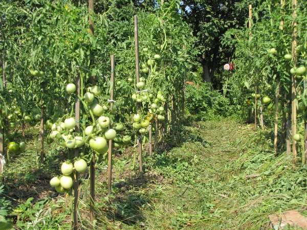Как подвязывать помидоры: простые способы для хорошего урожая