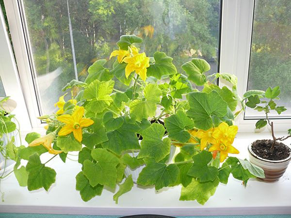 Как посадить и вырастить дыню дома на балконе