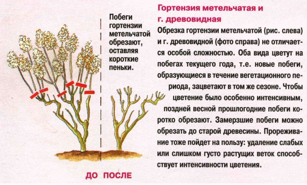 Как посадить и вырастить на даче гортензию метельчатую сорта Вимс Ред