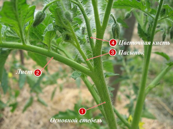 Как правильно обрывать пасынки у помидоров