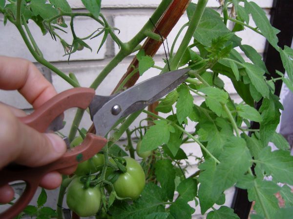 Как правильно обрывать пасынки у помидоров