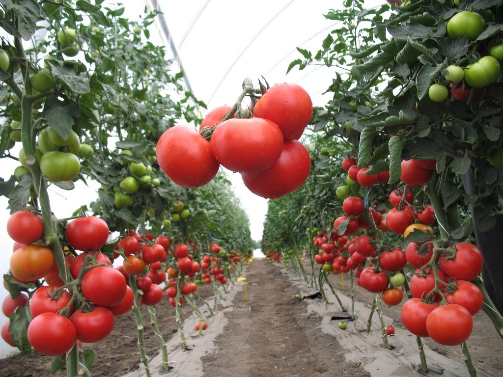 Как правильно пасынковать помидоры в открытом грунте