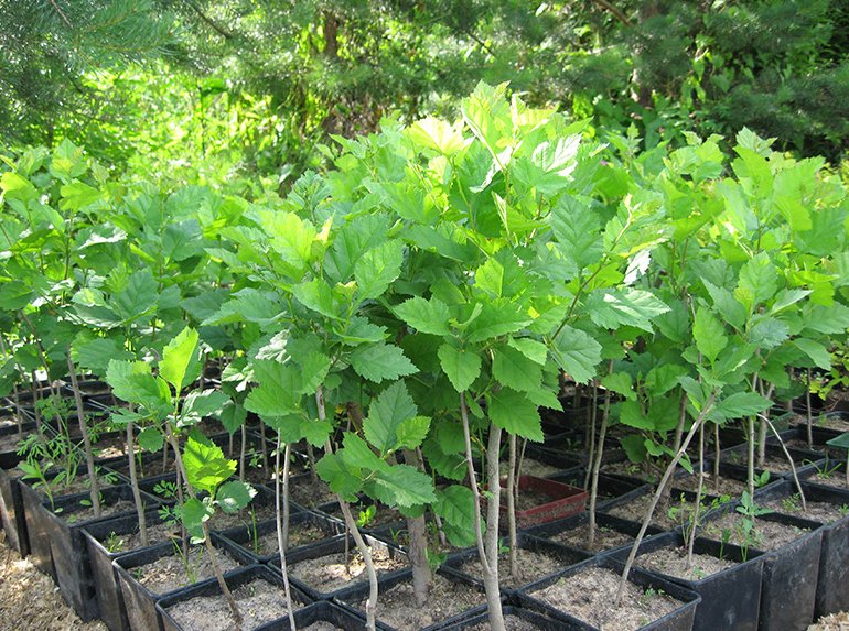 Как правильно посадить и вырастить метельчатую гортензию Лаймлайт на даче