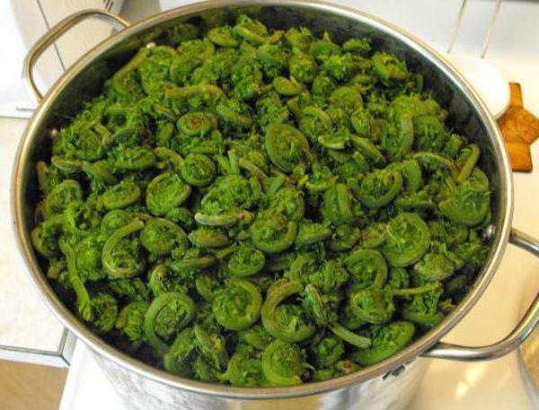 Как приготовить папоротник: самые вкусные рецепты