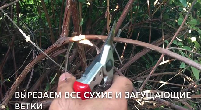 Как ухаживать за жимолостью осенью, чтобы был хороший урожай, особенности процедур