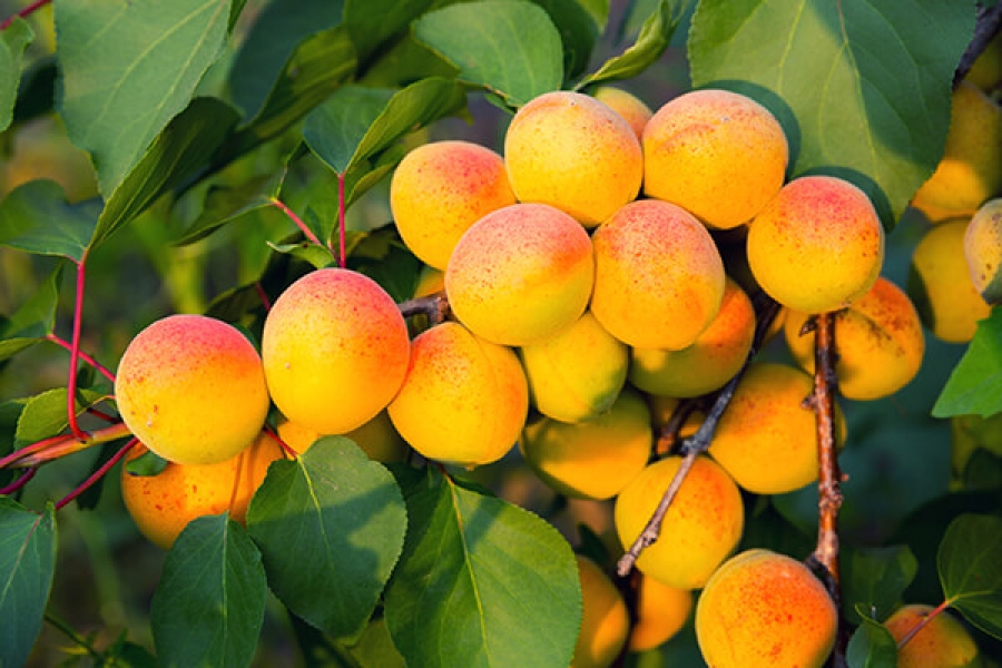 Как вырастить абрикос на Урале - Прекрасный сад