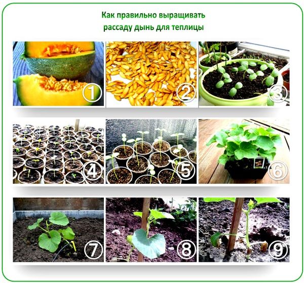Как вырастить богатый урожай дыни на Урале в теплице
