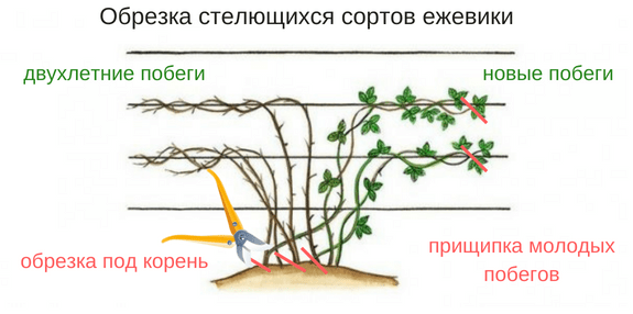 Как вырастить ежевику в Сибири