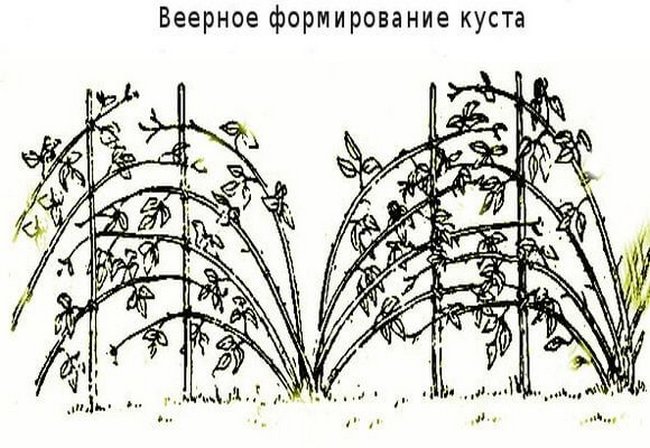 Как вырастить ежевику в Сибири