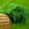 Как вырастить укроп на подоконнике