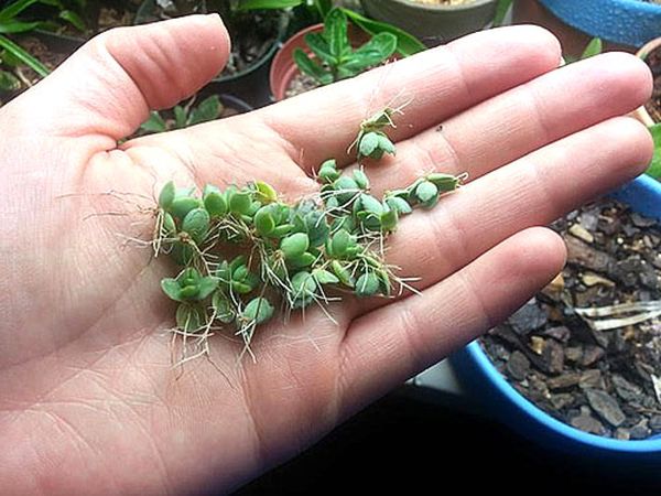 Каланхоэ: размножение в домашних условиях листом и черенками