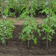 Календарь садовода на 2023 год: план посадок рассады томатов