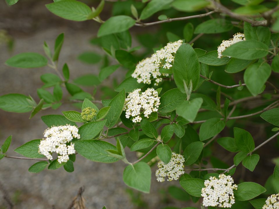 Калина Гордовина